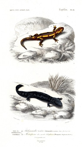 Salamandra salamander anfibi - salamander,