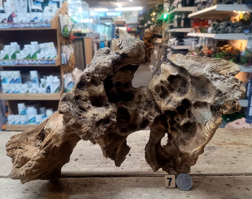 Derwen quercia bogwood 45 - bogwood, 19-45