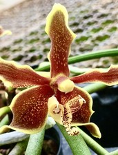 Paraphalaenopsis labukensins