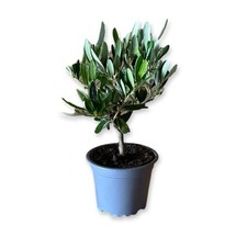 Set da 20pz Piante Bonsai Di olivo CERTIFICATA ulivo olea europea vaso 10