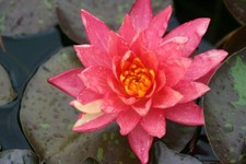  15 SEMI DI NINFEA GIALLO ROSSO "Nymphaea Lotus "