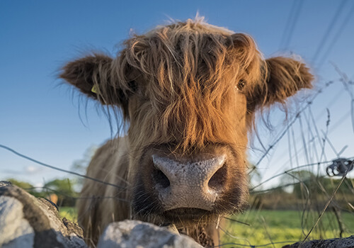 Stampe tela highland - tela, coo