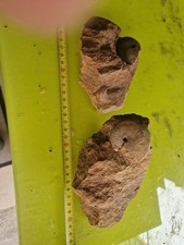 Ammoniti Giurassico Alonte