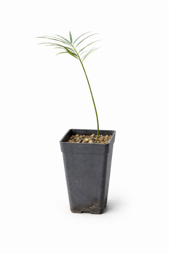 Cycas yorkiana cicade di - cycas,