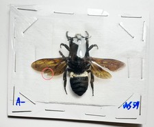 Ape - Imenotteri: Megachile.Sp