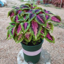 100 Pezzi Di Semi Di Piante