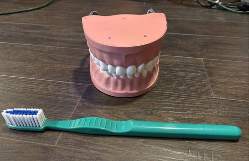 Denti modello giant con - xl,