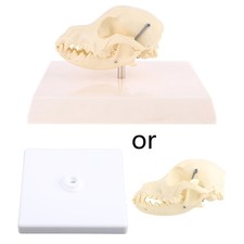 Modello teschio cane cane