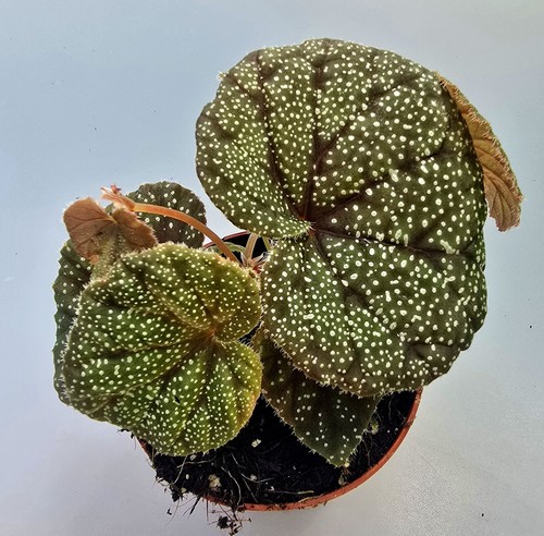 Bellissima begonia curtisii - begonia,