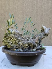Old European Olive Bonsai