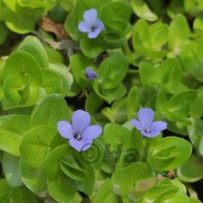 Bacopa caroliniana pianta acquatica sommersa. laghetto mastello tinozza acquario