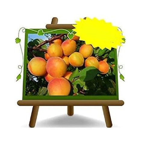 Albicocco pisana tardiva - tardiva,