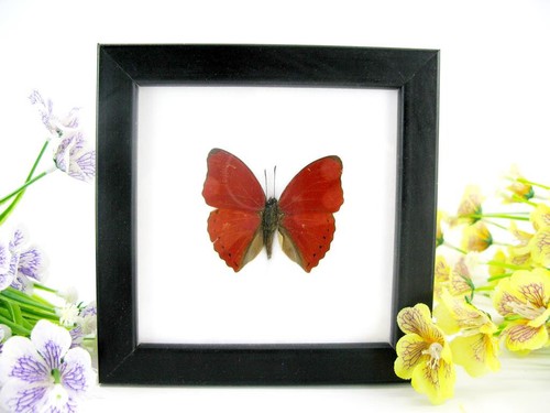 2te wahl red glider - wahl,
