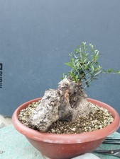 Bonsai Olivastro 25x25cm In