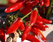 SERRANO ROSSO 30 SEMI