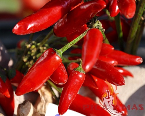 Serrano rosso semi - serrano,