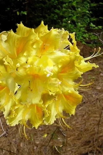 Lemonade aromi azalea - lemonade~~aromi,