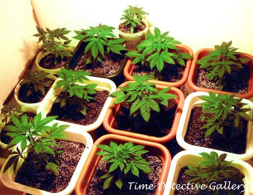 Cannabis sativa piantine di - cannabis,