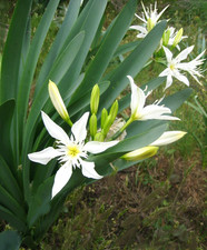 SEMI GIGLIO DI MARE O MARINO PANCRATIUM MARITIMUM SEEDS SALENTO ITALIA