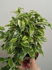 Ficus benjamina variegata - ficus,