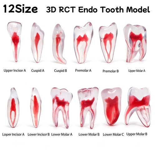 Formazione dentale rct endo - formazione,