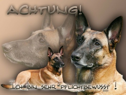 Pastore belga malinois metallo - malinois,