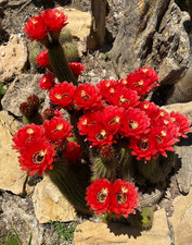 T.CEREUS HUASCHA - CACTUS -