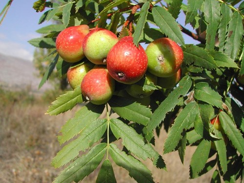 Pianta sorbo innestata in - sorbo,