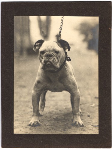 Fotografia bulldog inglese - bulldog, al