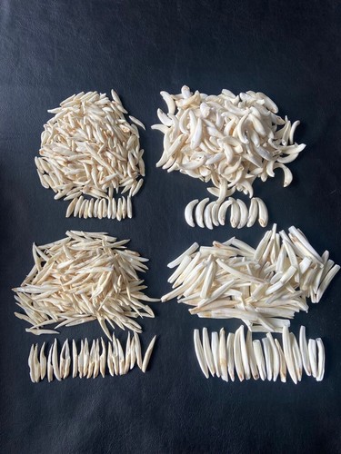 Denti cinghiale decorazione - denti, di