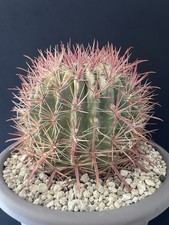 RARE Vieux Cactus Ferocactus