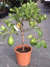 Limone nano pianta vaso 20 - limone,