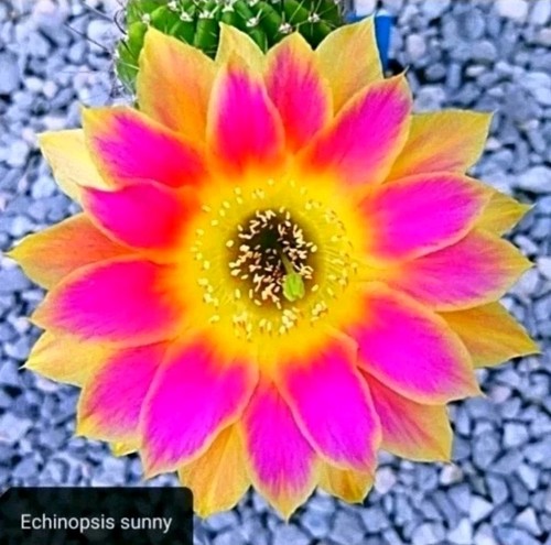 Echinopsis sunny pot - sunny, cm