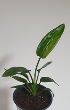 1 PIANTA DI STRELITZIA REGINAE