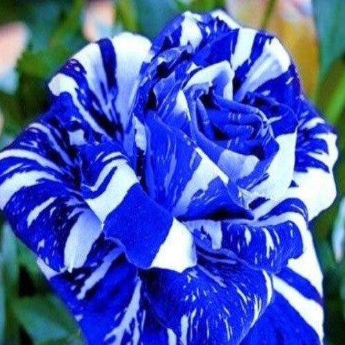 Semi rosa blue - rosa,