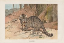 Gatto Selvatico Con Coniglio