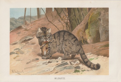 Gatto selvatico con - con, coniglio