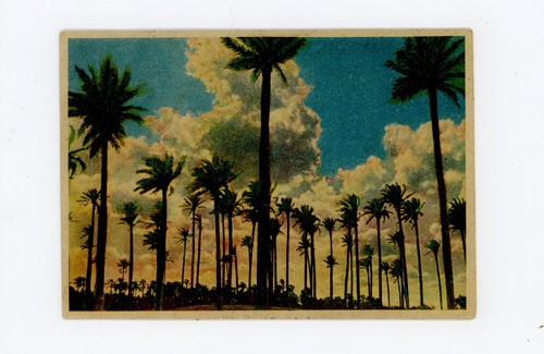 Cartolina tripoli tramonto - -,