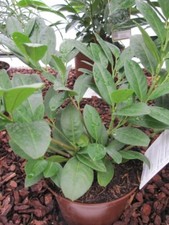 Prunus laurocerasus Piri -