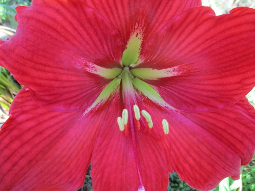 Semi amaryllis stella - semi, di