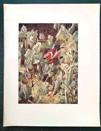 Stampa antica uccello frosone - stampa,