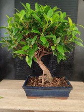 bonsai   ficus retusa  h 48 cm