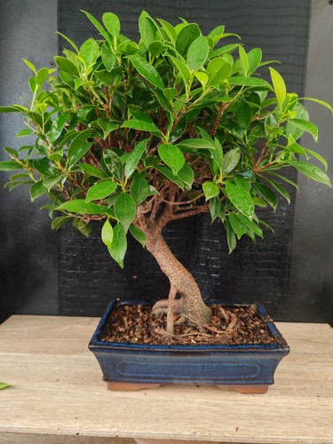 Bonsai ficus retusa h 48 - ,