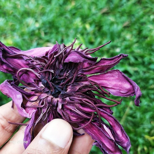 100g fiore loto - fiore, di