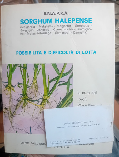 Sorghum halepense possibilità - sorghum,