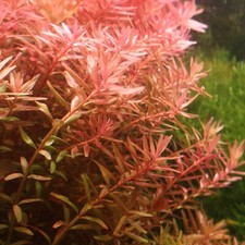 piante vive vere per acquario dolce tropicale pianta rotala rotundifolia 6 talee