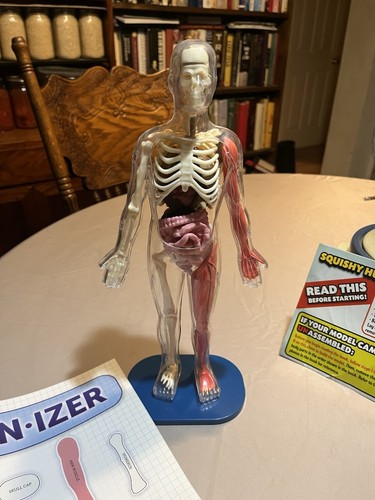 Modello corpo umano - modello, anatomia