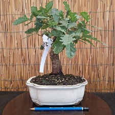 Bonsai di Quercia Roverella h 32cm Visita il mio negozio!