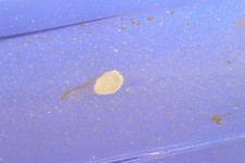 Parafango YAMAHA R1 1998 E