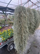 barba di Giove lunga 100cm